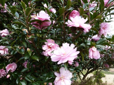 湯布院のさざんかの花