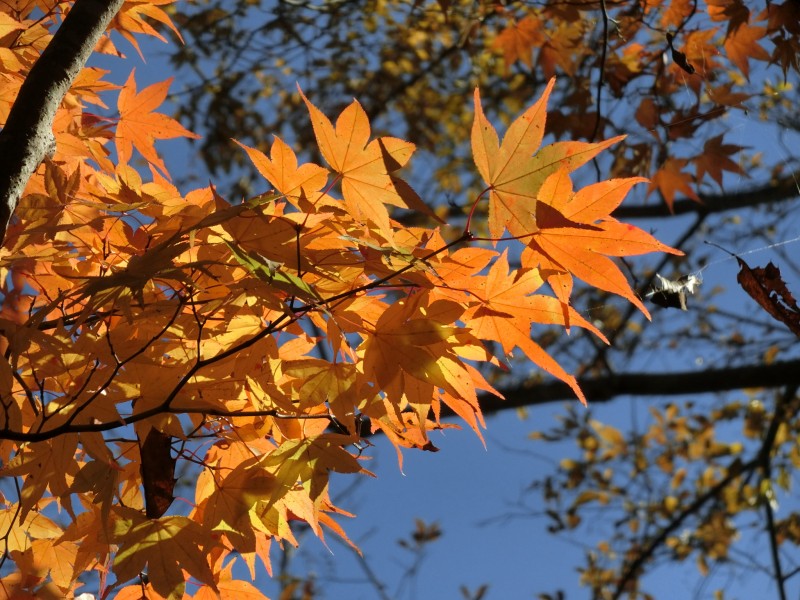 2016年11月16日　田乃倉玄関　紅葉